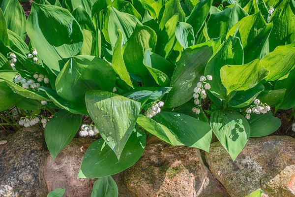 Odla liljekonvalj i trädgården - Vi i Villa