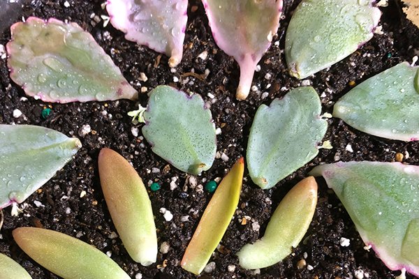 Kärleksört – lätt att odla och älska - Vi i Villa