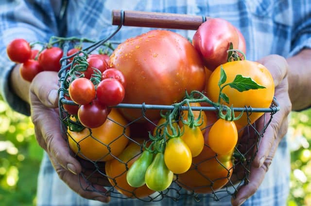 Spricker dina tomater? Eller har de gröna fläckar? Här är tio knep för att lyckas med din tomatodling i växthuset.