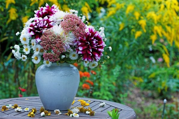 Kärleksört – lätt att odla och älska - Vi i Villa