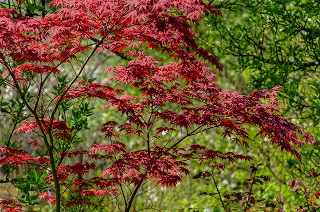 Japanska lönnar skapar blickfång i trädgården med sina spektakulära blad. Så här lyckas du med dem! Vi har valt ut tio favoritsorter.