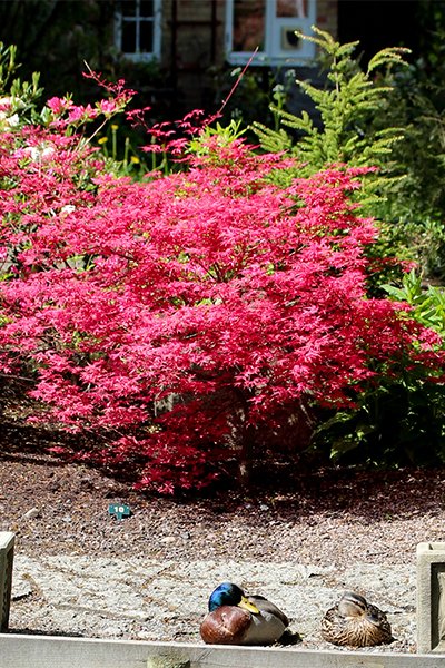 Färgsprakande japanska lönnar – 10 spektakulära sorter - Vi i Villa