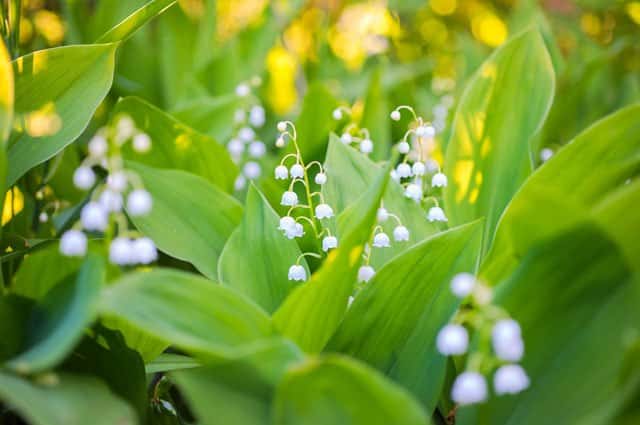Plantera liljekonvaljer i trädgårdslunden så att du också kan plocka och njuta av dem i försommarbuketter. Använd växten som marktäckare och njut av deras vita, väldoftande blommor. Så odlar du liljekonvalj!