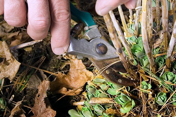 Kärleksört – lätt att odla och älska - Vi i Villa