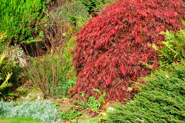 Färgsprakande japanska lönnar – 10 spektakulära sorter - Vi i Villa