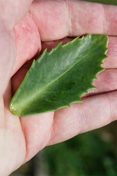 Kärleksört – lätt att odla och älska - Vi i Villa