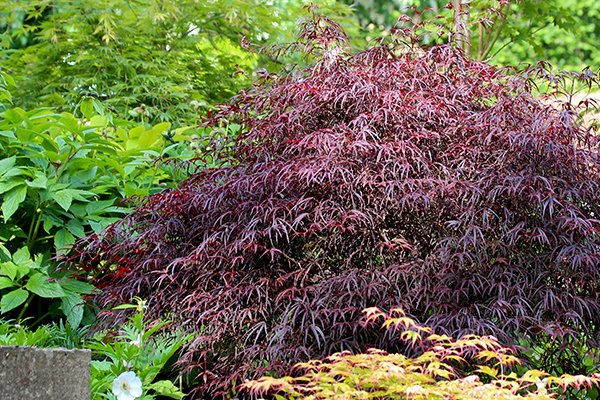 Färgsprakande japanska lönnar – 10 spektakulära sorter - Vi i Villa