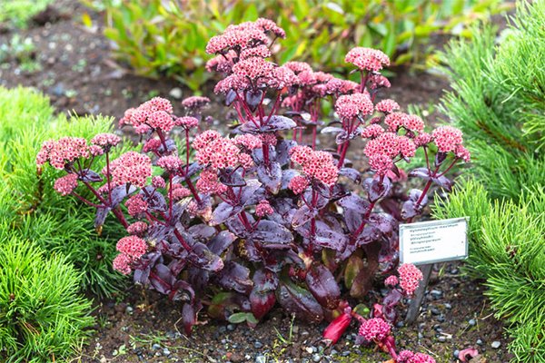 Kärleksört – lätt att odla och älska - Vi i Villa