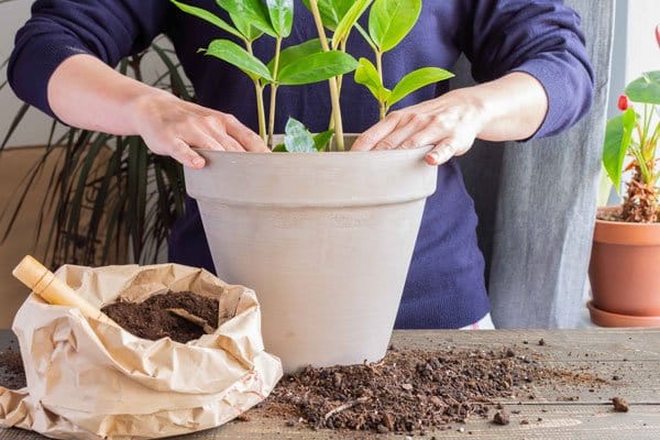 Garderobsblomma – skötsel och tips - Vi i Villa