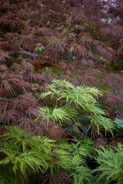 Färgsprakande japanska lönnar – 10 spektakulära sorter - Vi i Villa