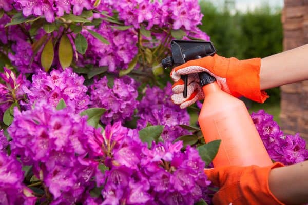 Bekämpa bladlöss – här är knepen - Vi i Villa