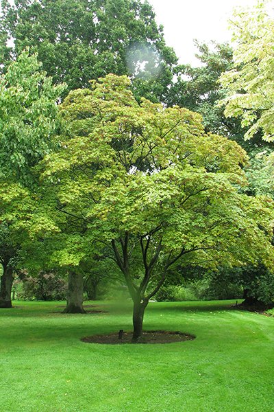 Färgsprakande japanska lönnar – 10 spektakulära sorter - Vi i Villa