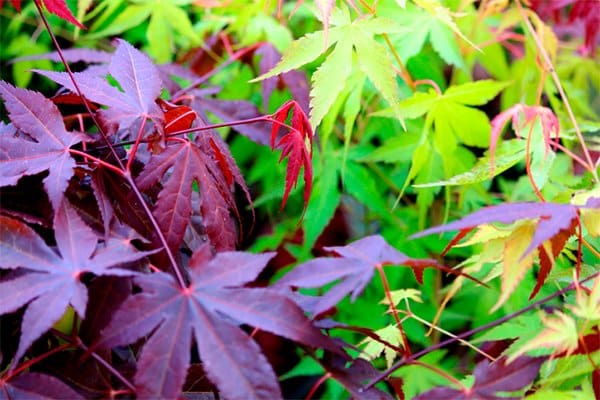 Färgsprakande japanska lönnar – 10 spektakulära sorter - Vi i Villa