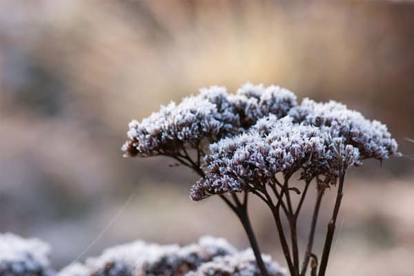 Kärleksört – lätt att odla och älska - Vi i Villa
