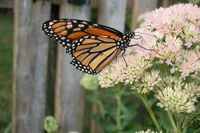 Torktålig, lättodlad och vacker  – kärleksörten har en given plats i den soliga rabatten. Här kommer våra 5 bästa tips för kärleksört!