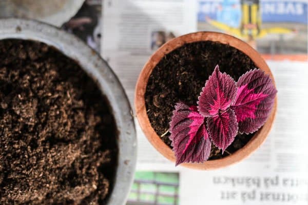 Palettblad – så lyckas du med den färgstarka favoriten! - Vi i Villa
