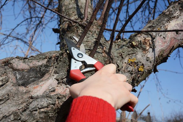 Så beskär du dina äppelträd - Vi i Villa