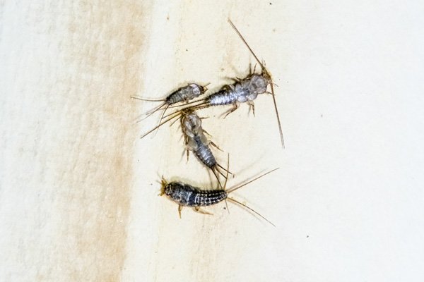 6 enkla knep för att bli av med silverfiskar - Vi i Villa