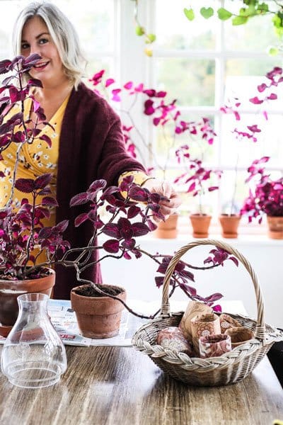 Palettblad – så lyckas du med den färgstarka favoriten! - Vi i Villa