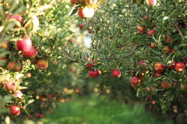 Oavsett om du har ett nytt eller ett gammalt äppelträd så mår det bra av att beskäras. Det både formar trädet så att det blir vackert och gör att det kan utveckla så mycket frukt som möjligt.