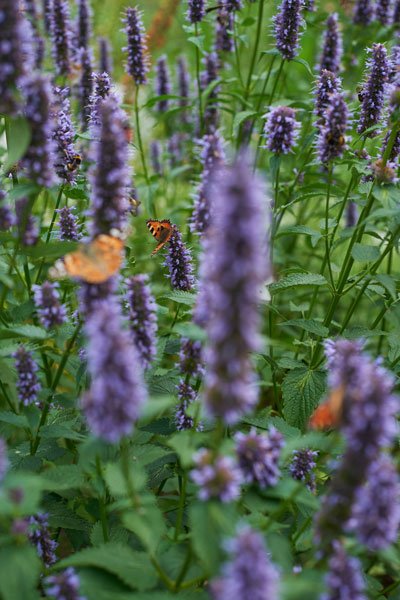 Pernilla Månsson Colt låter ogräset vara: ”Jag har blivit lat” - Vi i Villa