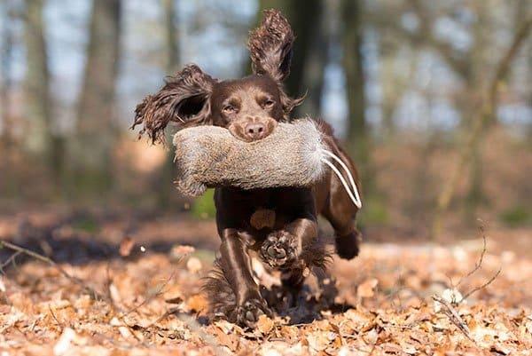 Cocker spaniel – 10 saker du bör veta om den energiska hunden med långa öron - Vi i Villa