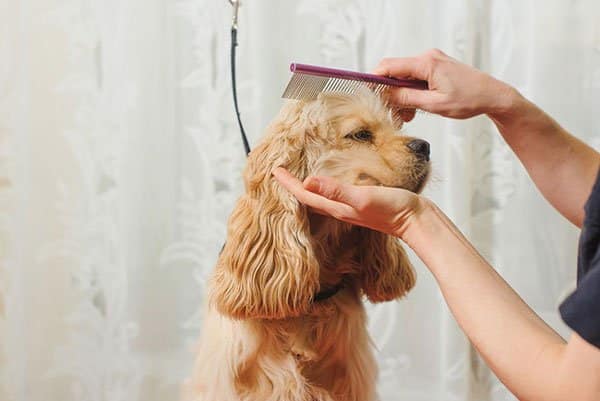 Cocker spaniel – 10 saker du bör veta om den energiska hunden med långa öron - Vi i Villa