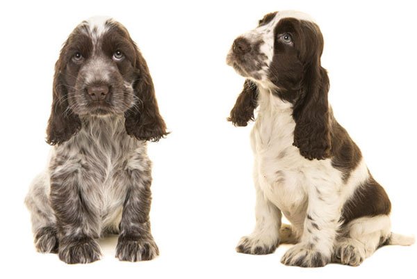 Cocker spaniel – 10 saker du bör veta om den energiska hunden med långa öron - Vi i Villa
