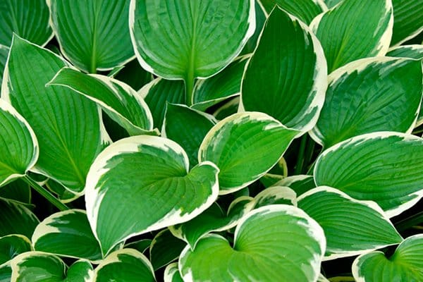 10 vackra perenner som är omöjliga att döda - Vi i Villa