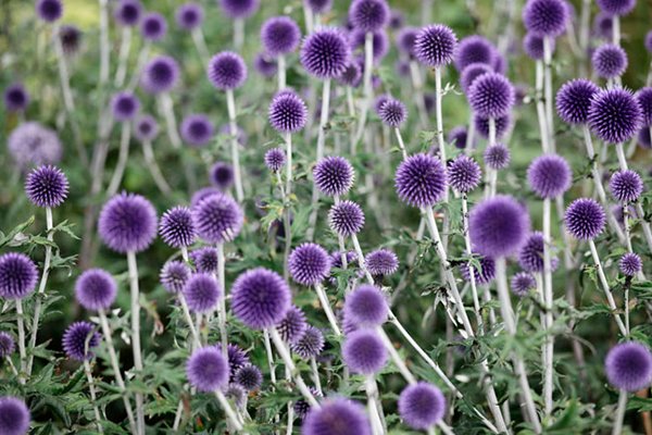 10 vackra perenner som är omöjliga att döda - Vi i Villa