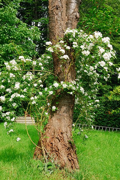 Klätterrosor – 10 inspirerande idéer - Vi i Villa