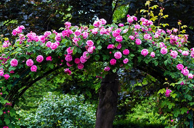 Romantiska och härligt doftande klätterrosor kan göra underverk i trädgården. Här kommer 10 förslag på hur du kan använda dem!