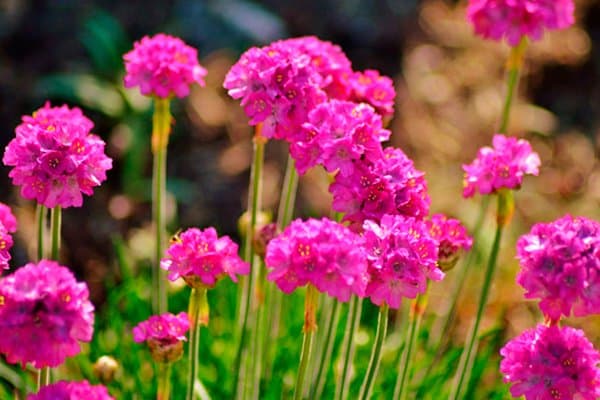 10 vackra perenner som är omöjliga att döda - Vi i Villa