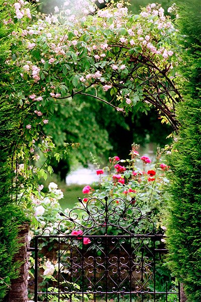 Klätterrosor – 10 inspirerande idéer - Vi i Villa