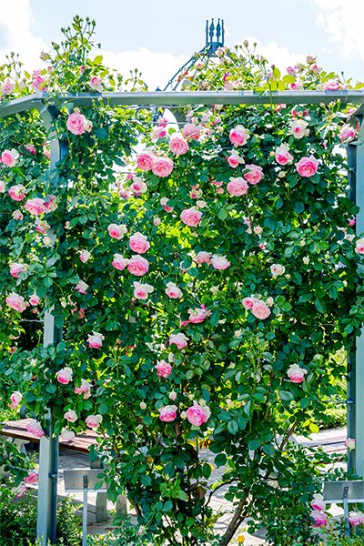 Klätterrosor – 10 inspirerande idéer - Vi i Villa