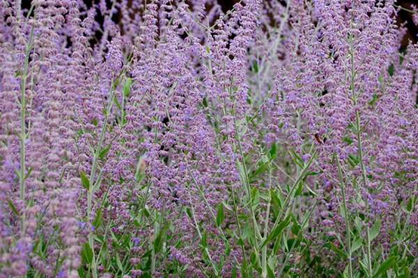 10 vackra perenner som är omöjliga att döda - Vi i Villa