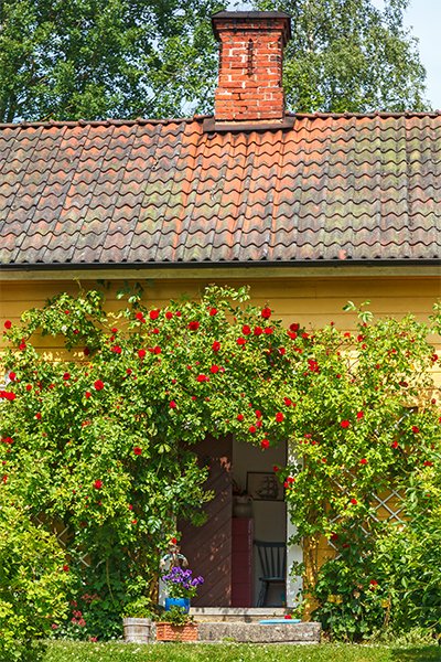 Klätterrosor – 10 inspirerande idéer - Vi i Villa