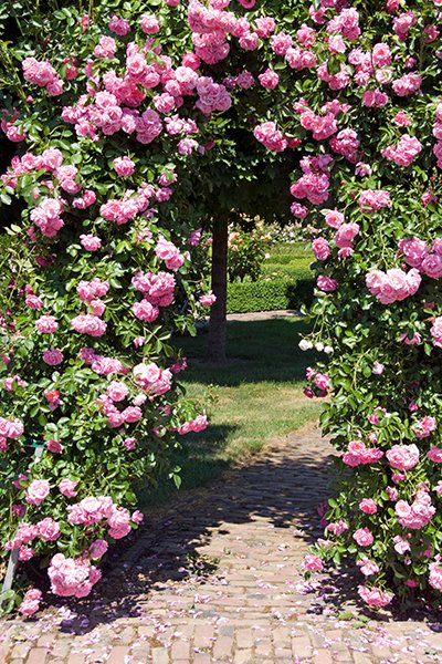 Klätterrosor – 10 inspirerande idéer - Vi i Villa