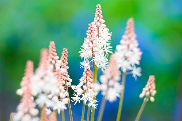 10 vackra perenner som är omöjliga att döda - Vi i Villa