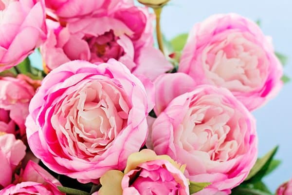 10 vackra perenner som är omöjliga att döda - Vi i Villa