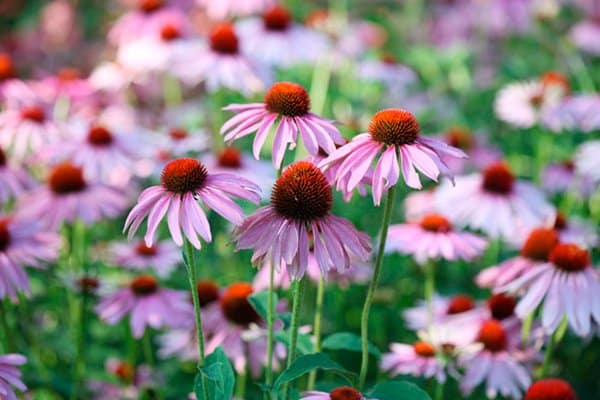 10 vackra perenner som är omöjliga att döda - Vi i Villa