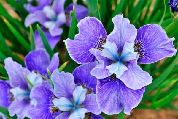 10 vackra perenner som är omöjliga att döda - Vi i Villa