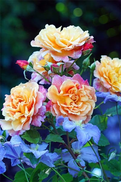 Klätterrosor – 10 inspirerande idéer - Vi i Villa