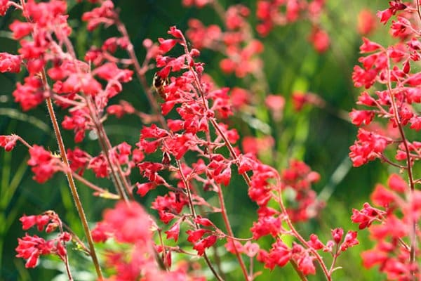 10 vackra perenner som är omöjliga att döda - Vi i Villa