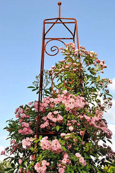 Klätterrosor – 10 inspirerande idéer - Vi i Villa