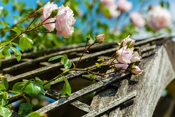 Klätterrosor – 10 inspirerande idéer - Vi i Villa