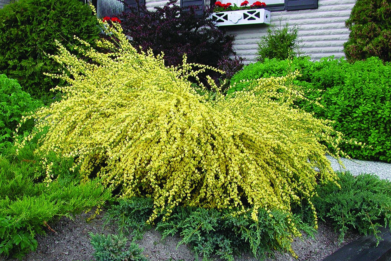 10 blommande buskar som tål allt! - Vi i Villa