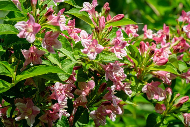 10 blommande buskar som tål allt! - Vi i Villa