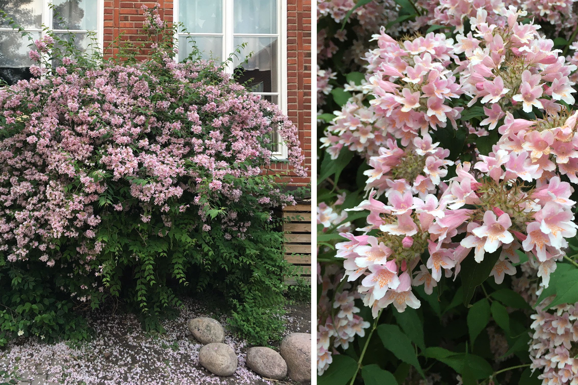 10 blommande buskar som tål allt! - Vi i Villa