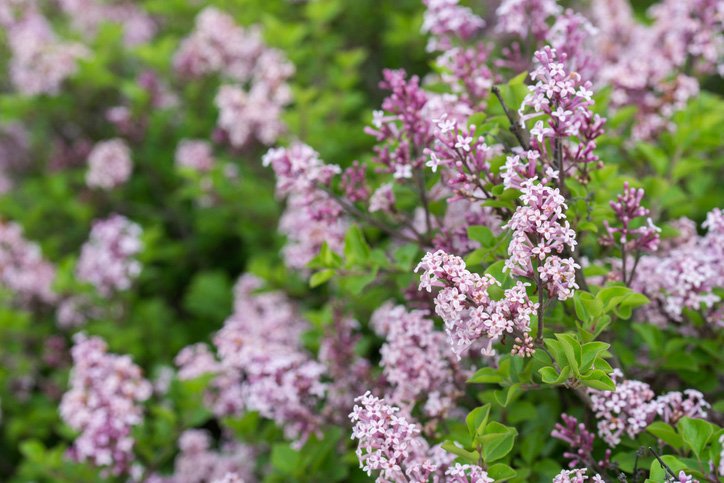 10 blommande buskar som tål allt! - Vi i Villa